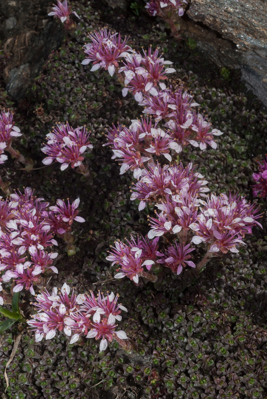 Photo Maurizio Broglio - Saxifraga retusa subsp. augustana